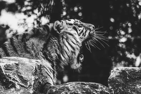 Retrato Blanco Negro Tigre Siberiano Bostezando Peligroso Depredador Yace Sobre — Foto de Stock