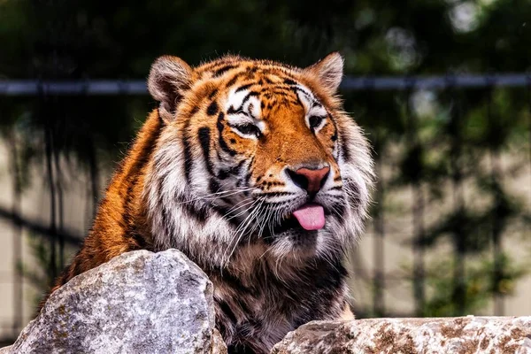 Retrato Engraçado Tigre Siberiano Deitado Atrás Uma Rocha Salientando Língua — Fotografia de Stock