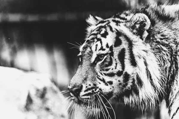 Ritratto Bianco Nero Una Tigre Siberiana Che Guarda Intorno Grande — Foto Stock