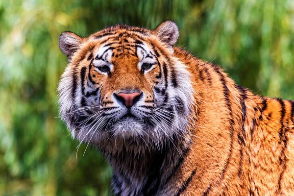Portrait Coloré Tigre Sibérien Debout Grand Chat Est Prédateur Dangereux — Photo