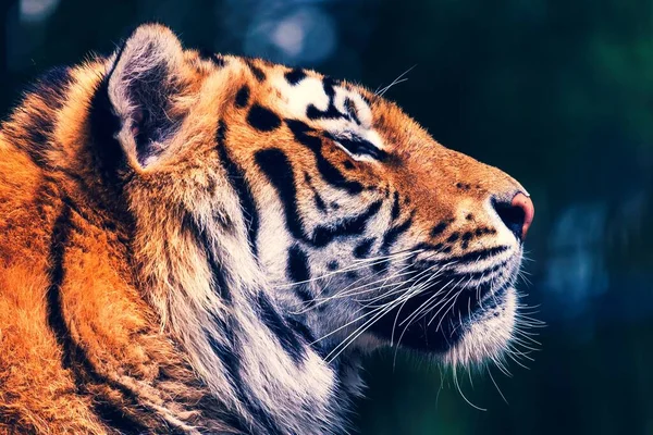 Kolorowy Portret Tygrysa Syberyjskiego Leżącego Obok Dzikiej Przyrody Duży Kot — Zdjęcie stockowe