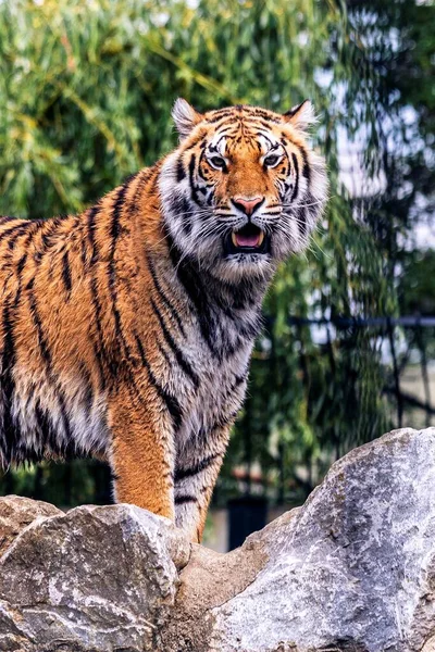 Portrait Rapproché Tigre Sibérien Debout Sur Des Rochers Regardant Droit — Photo