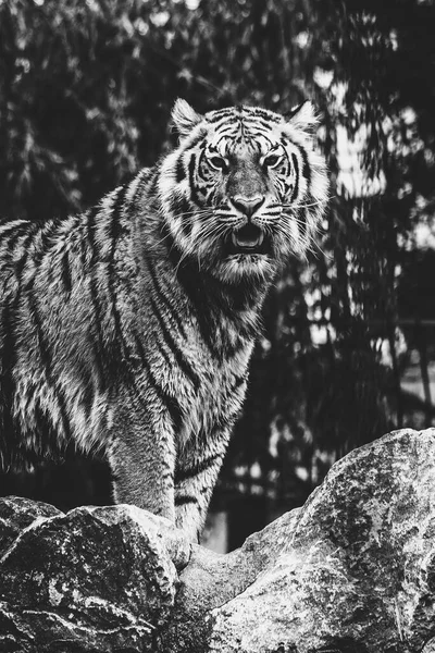 A black and white portrait of a siberian tiger standing on some rocks looking straight into the camera. The big cat predator animal has orange and white fur with black stripes.