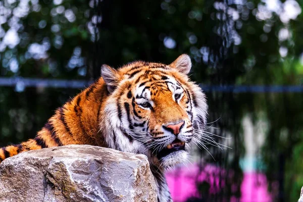 Portrait Tigre Sibérien Couché Derrière Rocher Recherche Active Proies Dangereux — Photo