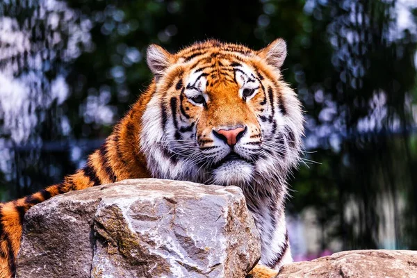 Ett Närbild Porträtt Sibirisk Tiger Bakom Sten Och Tittar Rakt — Stockfoto