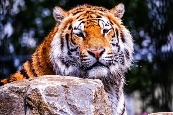 Ett Närbild Porträtt Farlig Sibirisk Tiger Bakom Sten Och Tittar — Stockfoto