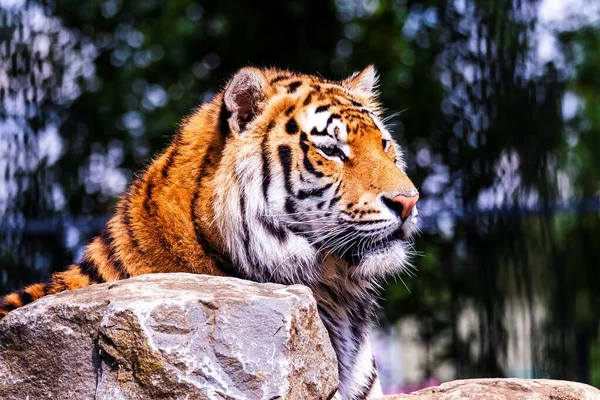 Ett Närbild Porträtt Farlig Sibirisk Tiger Bakom Sten Och Tittar — Stockfoto