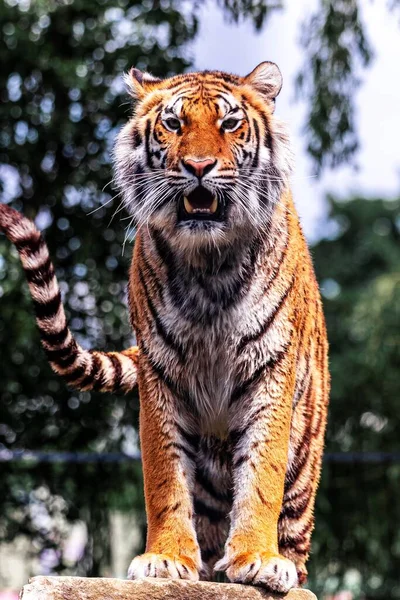 Ett Porträtt Sibirisk Tiger Som Står Stolt Sten Det Randiga — Stockfoto