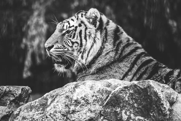 Czarno Biały Portret Niebezpiecznego Tygrysa Syberyjskiego Leżącego Skałą Patrzącego Prosto — Zdjęcie stockowe