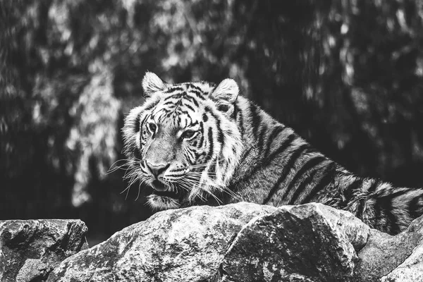 Retrato Blanco Negro Peligroso Tigre Siberiano Yaciendo Detrás Una Roca — Foto de Stock