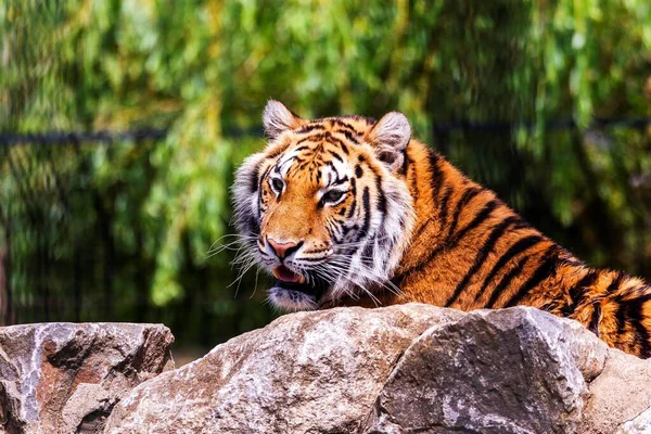 Portrait Dangereux Tigre Sibérien Couché Derrière Rocher Recherche Active Proies — Photo