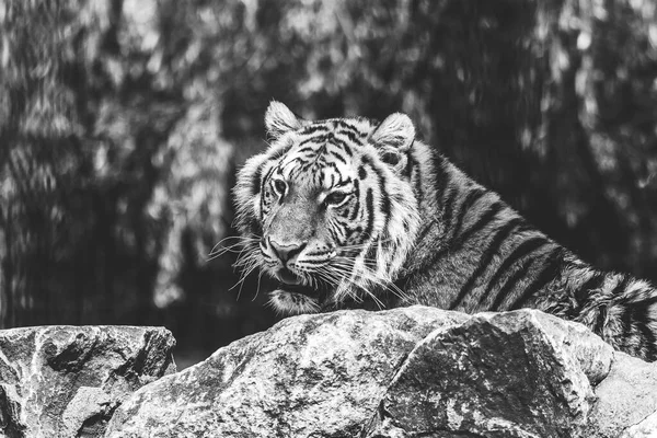 Retrato Blanco Negro Tigre Siberiano Que Yace Detrás Una Roca — Foto de Stock