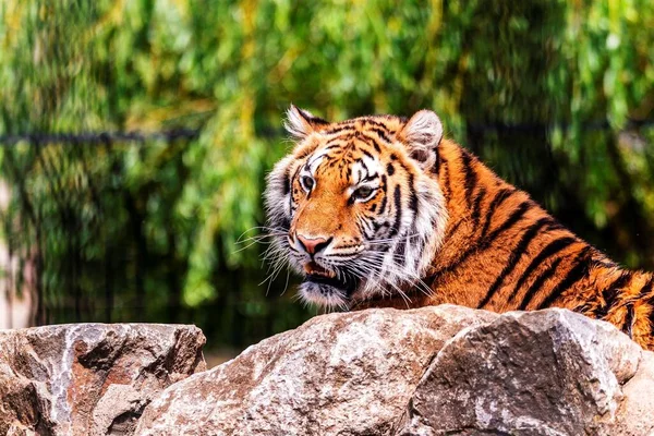 Portrait Large Tigre Sibérien Couché Derrière Rocher Recherche Active Proies — Photo