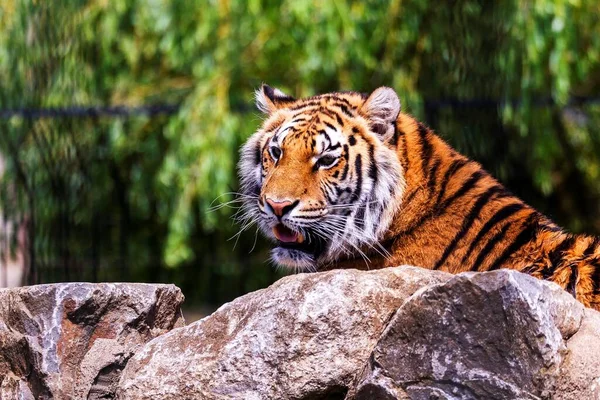 먹이를 시베리아 호랑이의 사진입니다 동물은 커다란 고양이 동물로서 주황색 줄무늬가 — 스톡 사진