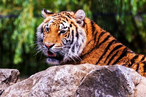 먹이를 시베리아 호랑이의 동물은 커다란 고양이 동물로서 주황색 줄무늬가 — 스톡 사진