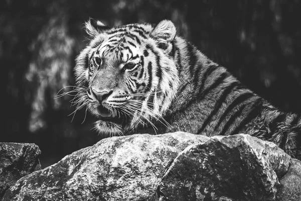 A black and white portrait of a siberian tiger lying behind a rock and actively searching for some prey. The predator animal is a big cat and has an orange and white fur with black stripes.
