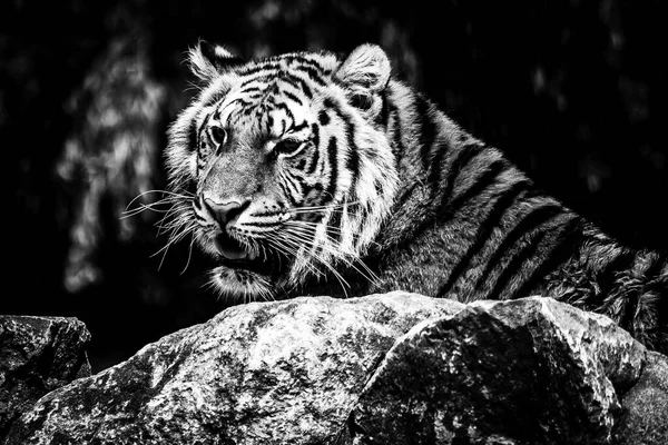 Retrato Blanco Negro Cerca Tigre Siberiano Activo Yaciendo Detrás Una — Foto de Stock