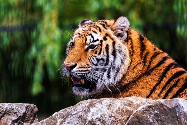 Ritratto Una Tigre Siberiana Sdraiata Dietro Una Roccia Cerca Prede — Foto Stock