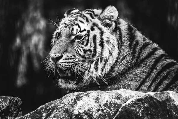 Retrato Blanco Negro Tigre Siberiano Yaciendo Detrás Una Roca Buscando — Foto de Stock