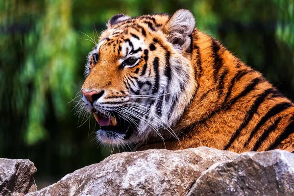 먹이를 시베리안 호랑이의 동물은 커다란 고양이 동물로서 주황색 줄무늬가 — 스톡 사진