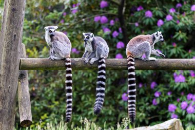 Hayvanat bahçesindeki ahşap kirişte oturan üç halka kuyruklu lemurun portresi. Hayvanlar etrafa bakınıyor. Memeliler çok tatlıdır ve uzun çizgili hikayeleri yan yana asılıdır..