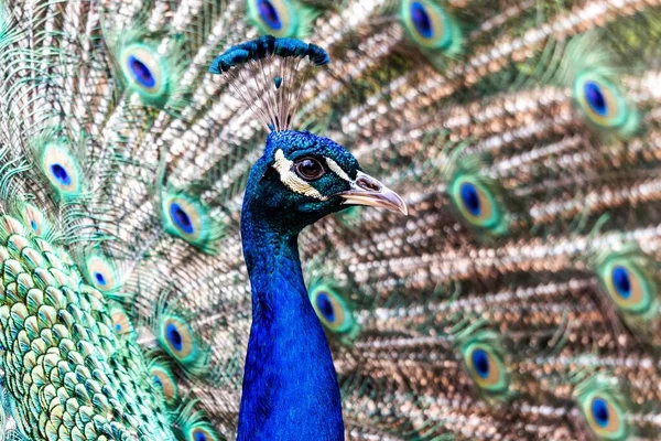 Portrait Head Elegant Majestic Peacock Spreading Its Colorful Tail Feathers — Stock Photo, Image