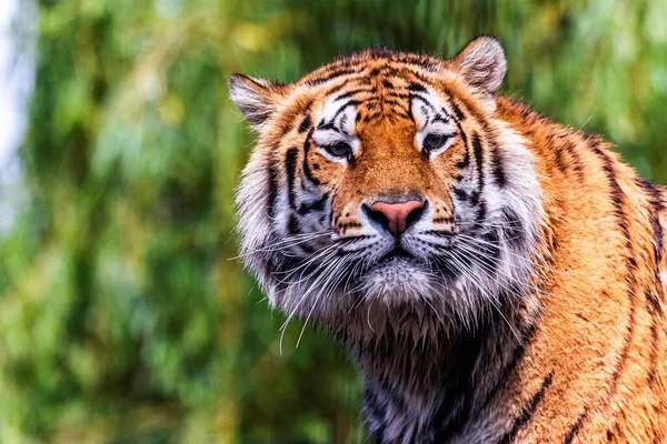 Een Kleurrijk Wildlife Portret Van Een Siberische Tijger Staand Grote — Stockfoto