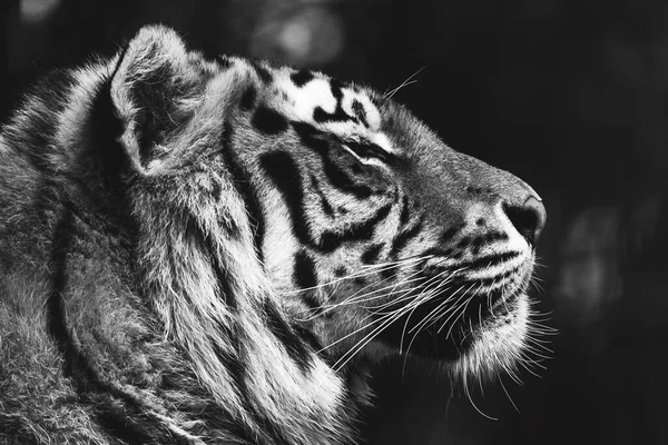 Czarno Biały Boczny Portret Leżącego Syberyjskiego Tygrysa Duży Kot Jest — Zdjęcie stockowe