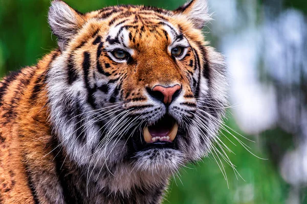 Een Wildlife Headshot Portret Van Een Siberische Tijger Staand Grote — Stockfoto