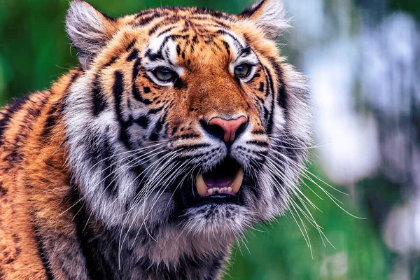 Een Headshot Portret Van Een Siberische Tijger Staand Grote Kat — Stockfoto