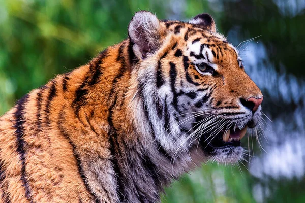 Portrait Gros Plan Tête Tigre Sibérien Debout Grand Chat Est — Photo