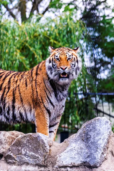 Retrato Vida Selvagem Tigre Siberiano Cima Algumas Rochas Olhando Diretamente — Fotografia de Stock