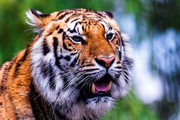 Een Close Portret Van Het Hoofd Van Een Siberische Tijger — Stockfoto