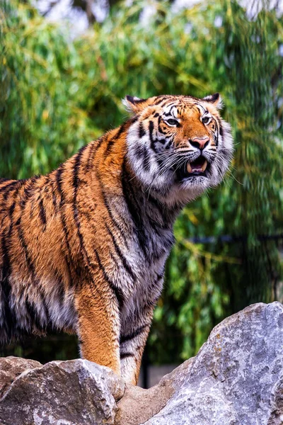 一只西伯利亚虎站在岩石上的侧像 那个带条纹的危险掠夺者正在四处寻找一些猎物 这只动物的橙色皮毛上有黑色条纹 — 图库照片