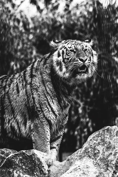 Ett Svartvitt Sidoporträtt Sibirisk Tiger Stående Sten Det Randiga Farliga — Stockfoto