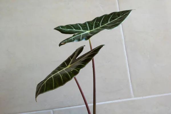 Alocasia siyah satun, bir tencereye yerleştirilmiş, evin arka duvarı.