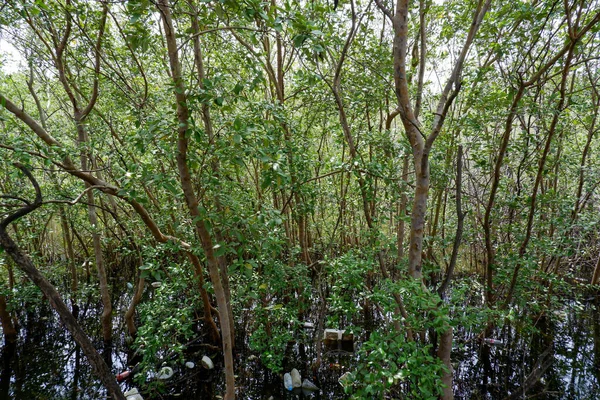 Les Mangroves Ont Petits Arbres Appelés Zones Denses Aqueuses — Photo