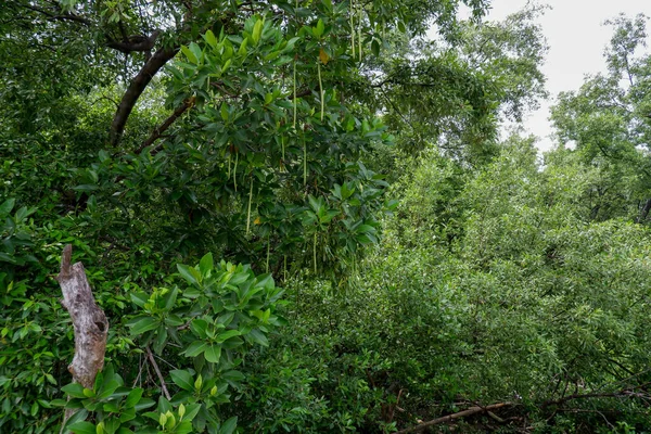 Большое Мангровое Дерево Плодородном Лесу Выглядит Расслабленным — стоковое фото