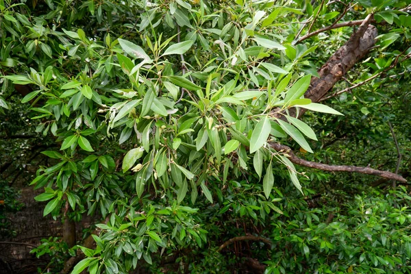 Zöld Mangrove Levelek Termékeny Erdőben Úgy Néz Nyugodt — Stock Fotó