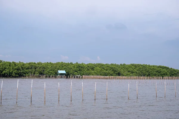 Mangrove Ormanı, deniz boyunca, ahşap direklerle uzun bir sıra halinde dizilmiştir.