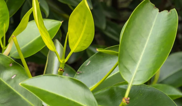 Két Kis Hangya Egy Mangrove Tetején Gyönyörű Zöld Levelekkel — Stock Fotó