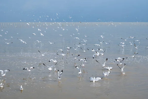 Viele Möwen Meer Auf Der Suche Nach Nahrung Und Herumfliegend — Stockfoto