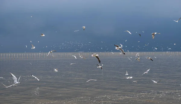 Many Seagulls Sea Flying Looking Food — Stock Photo, Image