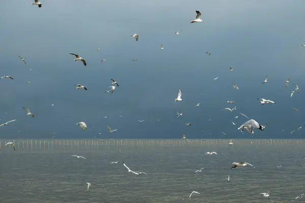 Mar Estaba Nublado Con Bandadas Gaviotas Volando Cielo — Foto de Stock