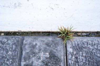 Yol boyunca oluşmuş küçük çimen kümeleri, solmuş görünüm..