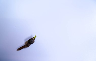 Küçük Alocasia indica Schott filizi, beyaz zemine serilmiş, ekilmeye hazır..