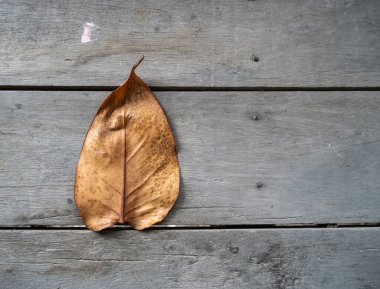 Yapraklar soluyor, güzel renkler, ahşap zeminde yatıyor..