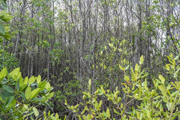 A small mangrove forest, by the sea, was planted by humans.