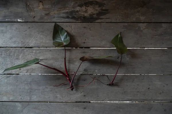 Branches of philodendron pink princess, cut for propagation, laid on a wooden floor.