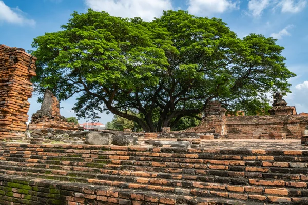 Ayutthaya Ruinen Der Alten Stadt Bedeckt Mit Großen Bäumen Hinter — Stockfoto